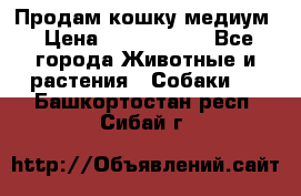 Продам кошку медиум › Цена ­ 6 000 000 - Все города Животные и растения » Собаки   . Башкортостан респ.,Сибай г.